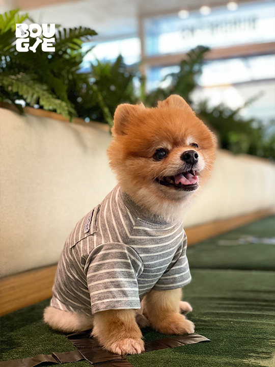 Gray Striped T-shirt